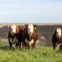 AHA Heifers