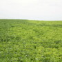 yellow_soybeans