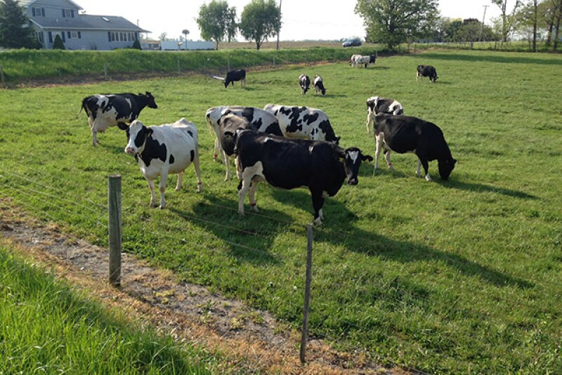 Grazing Holsteins 
