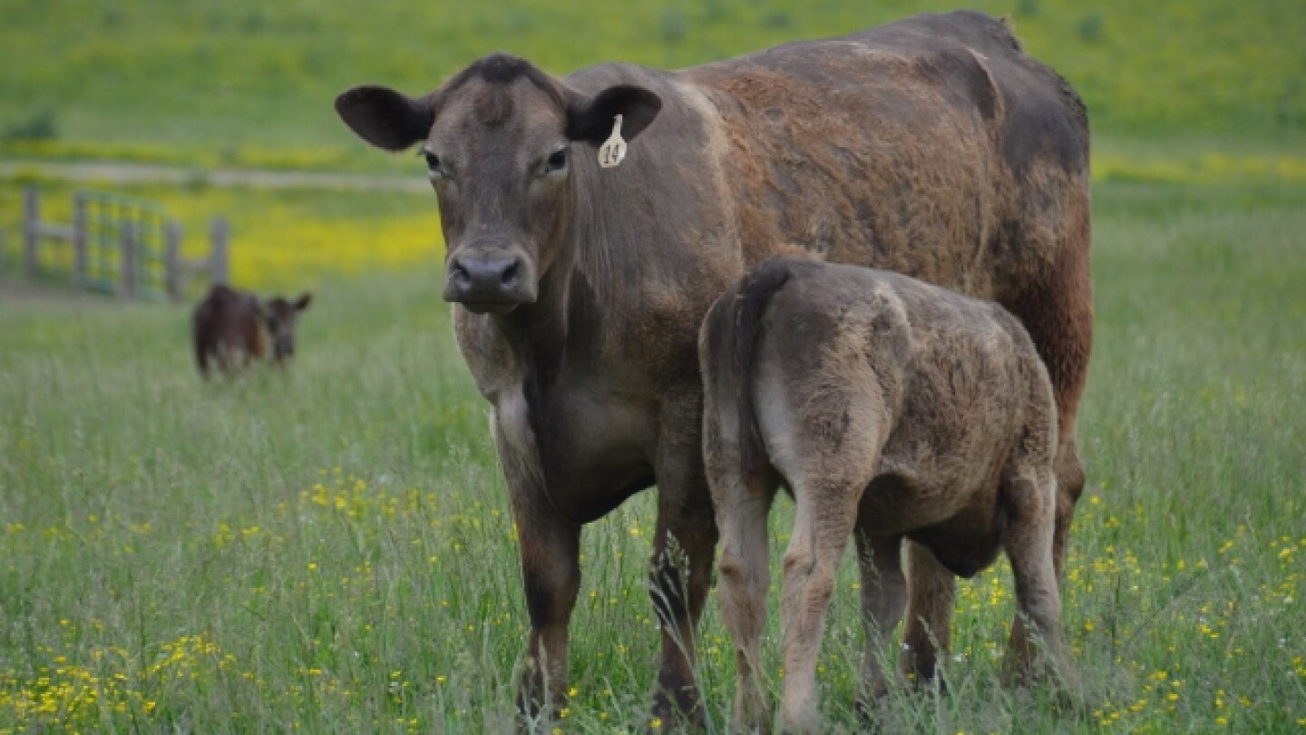 Spring Pasture Growth Raises Grass Tetany Risk in Beef Herds - Drovers