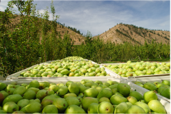 Stemilt Pears.png