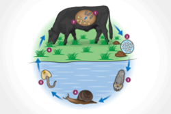 Flukes Danger in the Water.png