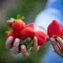 strawberries
