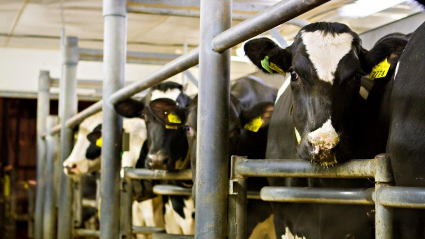 Chasing Protein in a High-Fat World
