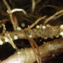 Females of Globodera pallida on root. You can also see a brown cyst (dead female) on root. [Photo Source: Bonsak Hammeraas, NIBIO - The Norwegian Institute of Bioeconomy Research, Bugwood.org]