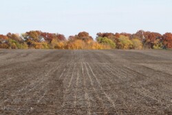 fall_field