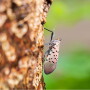 Lanternfly
