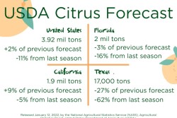 US citrus forecast