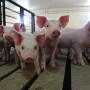 Iowa Secretary of Agriculture Mike Naig said, "This bill establishes vital protections for Iowa livestock producers against special interest groups with malicious intentions, specifically individuals who may cause physical or economic harm to the animals and/or facility owners. Safeguarding our livestock producers is critical to securing our state’s ag-based economy."