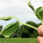 On both sides of the dicamba issue, Arkansas growers are forced to walk a high-wire in a farming atmosphere fraught with fears, threats and entrenched opinions.