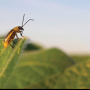 Western corn rootworm