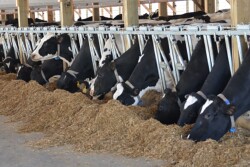 Penn State Dairy Extension specialist Virginia Ishler said current conditions are mimicking those of 2012, when feed prices soared to unprecedented highs.
