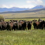 Horse Prairie MT