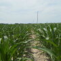 heat stressed corn