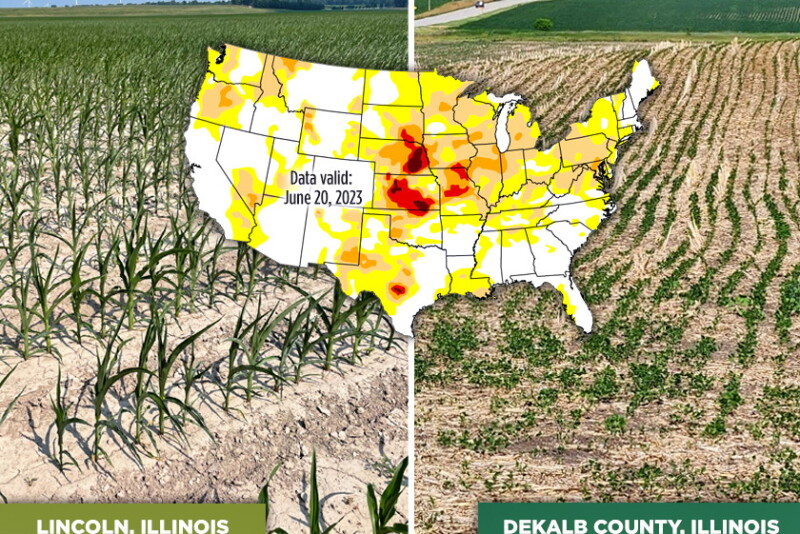 Next week’s forecast turns cooler for the Corn Belt, but Brad Rippey says it still looks fairly dry. Even with possible weekend rains across the northern Corn Belt, the USDA meteorologist says more rains are needed at such a crucial time of the production cycle, especially considering farmers in the Midwest typically see 1 to 1 1/3 inches of rain every week this time of year. 