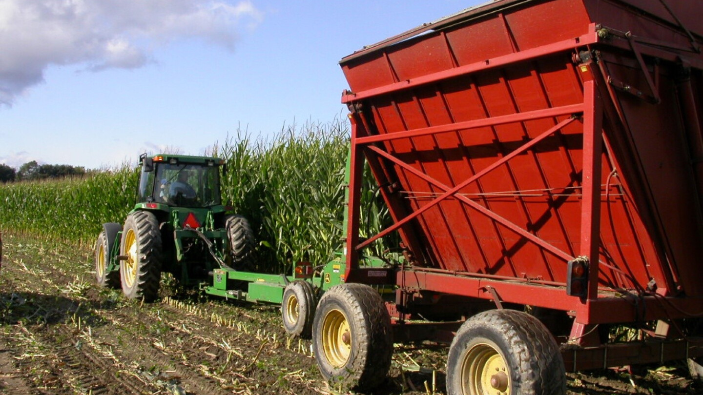 Optimize Corn Silage Harvest to Maximize Your Ration - Dairy Herd