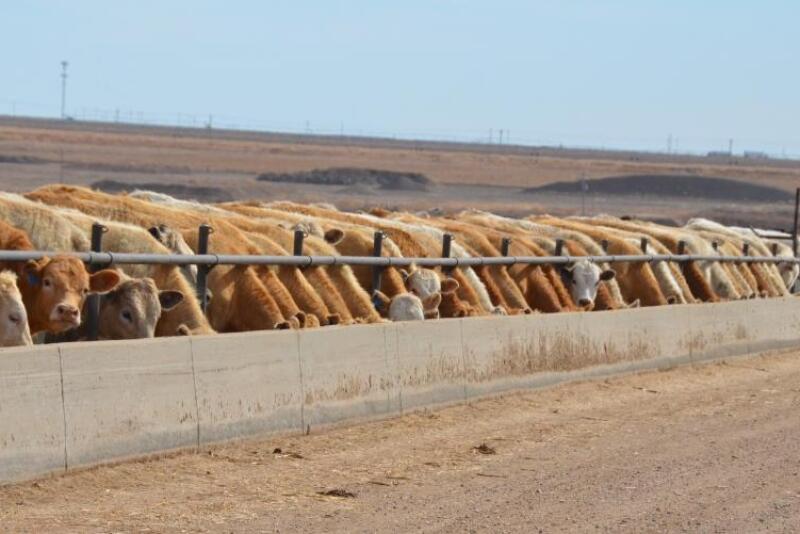 BT_Feedlot_Bunkline