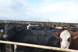 BT_Cattle_Beef_Feedlot