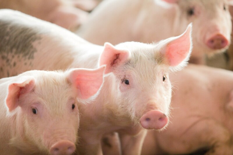 Looking at hog sales in November 2019 using December 2019 futures the weaner breakeven was $93.71, down $9.73 for the week. 
