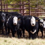 2010_Beef_Cattle_3231