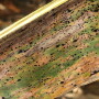 Tar Spot