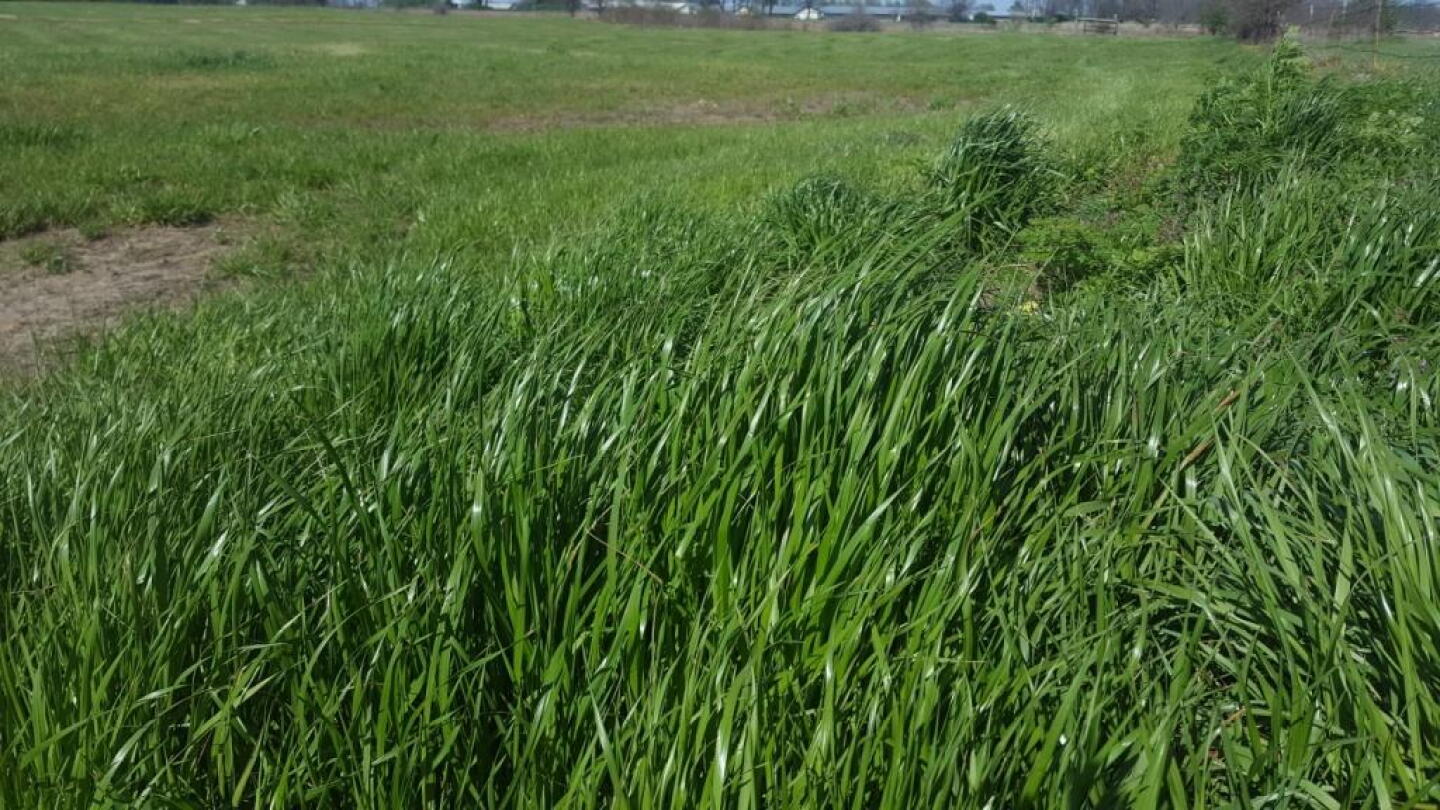 Annual Ryegrass Pulls Double Duty