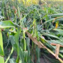 Pro Farmer editor Brian Grete takes you into a damaged corn field to show viewers why measuring the derecho damage was so difficult this year. 