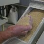 Farmer checking pig feed