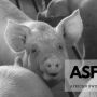 African Swine Fever