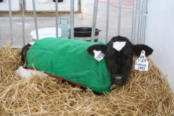 Nesting Calf