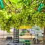 In 2023, expect the table grape section of many retail outlets to offer some rather exotic and distinctive flavored grape varieties to appeal to more eclectic palates, says IFG. 
