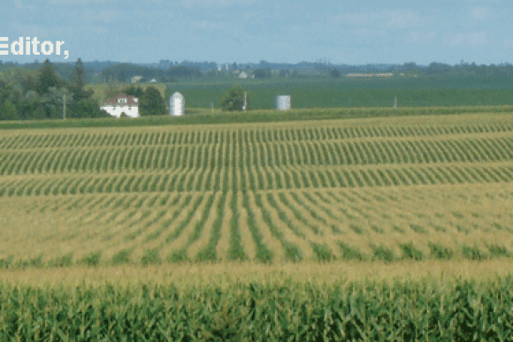 cornfield.gif