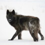 Yellowstone_Wolf_Winter