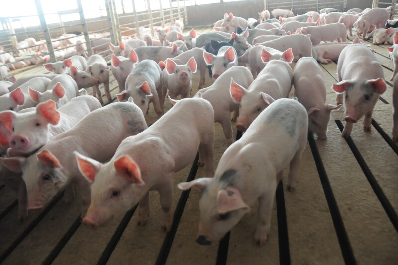 A bearish price story usually points quickly to large supplies, and that is the case for pork.