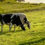 Organic Valley cows 