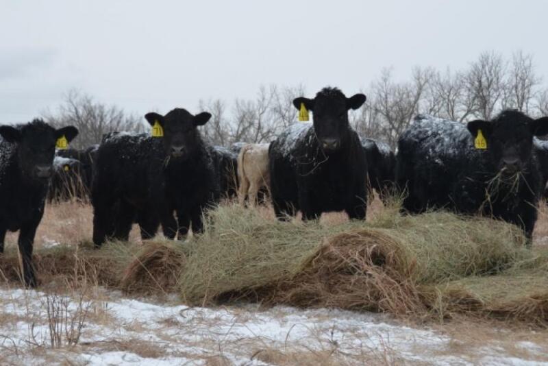 Cow Feeding