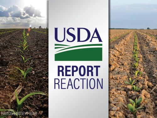 USDA Report Reaction - Lindsey Pound