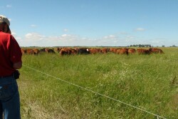 UNL Mob Grazing