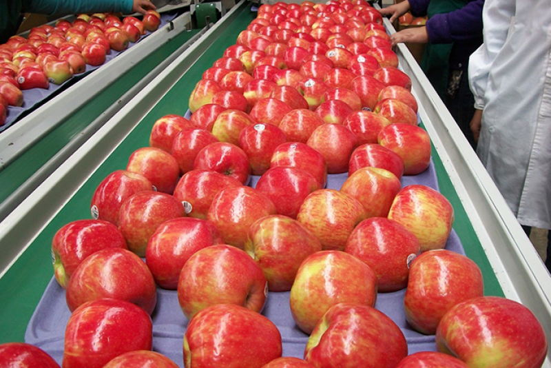 Honeybear Brands Honeycrisp apples from Chile are coming soon.