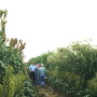 Forage_Sorghum