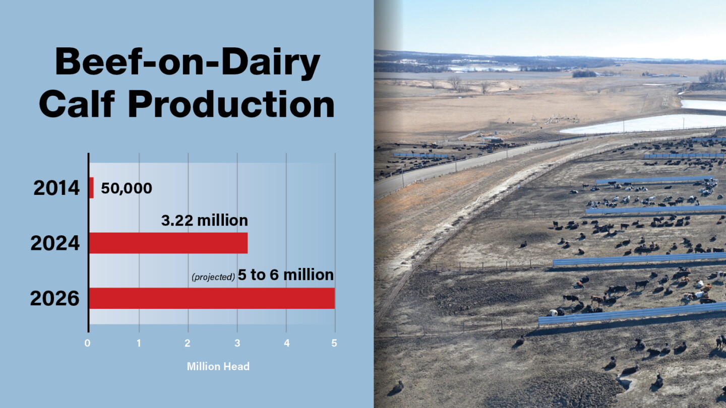 Will Beef-on-Dairy Help Rebuild America’s Record-Low Cattle Numbers ...