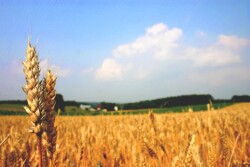 Wheat field