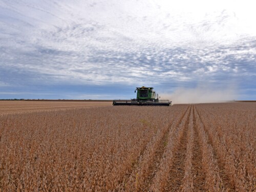 soybean harvest