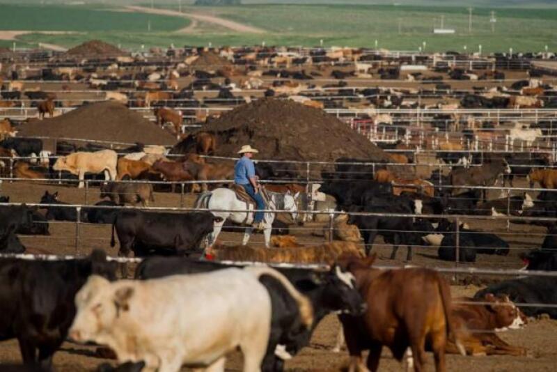 Cattle on Feed report neutral