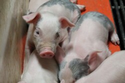 Piglets