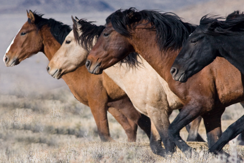 Former CEO for the Humane Society of the United States (HSUS), Wayne Pacelle, is at odds with his previous employer after HSUS sided with organizations representing farmers and ranchers in the debate on wild horses. 