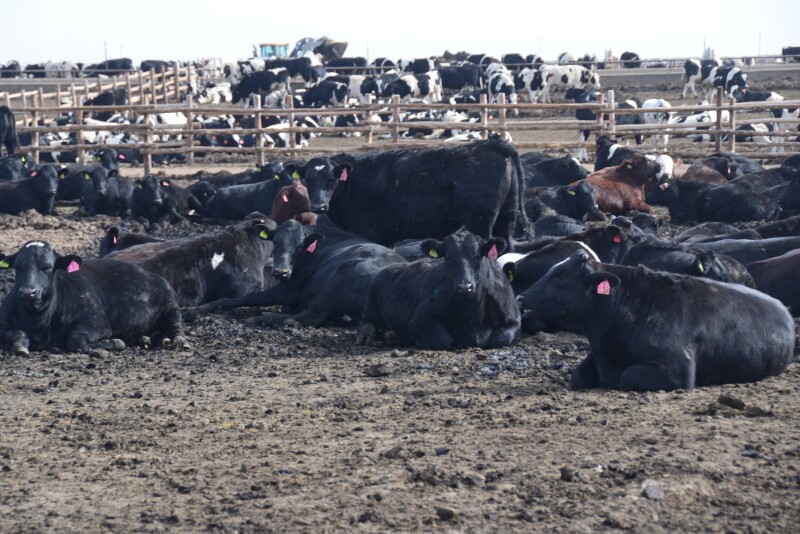 Dairy beef crosses