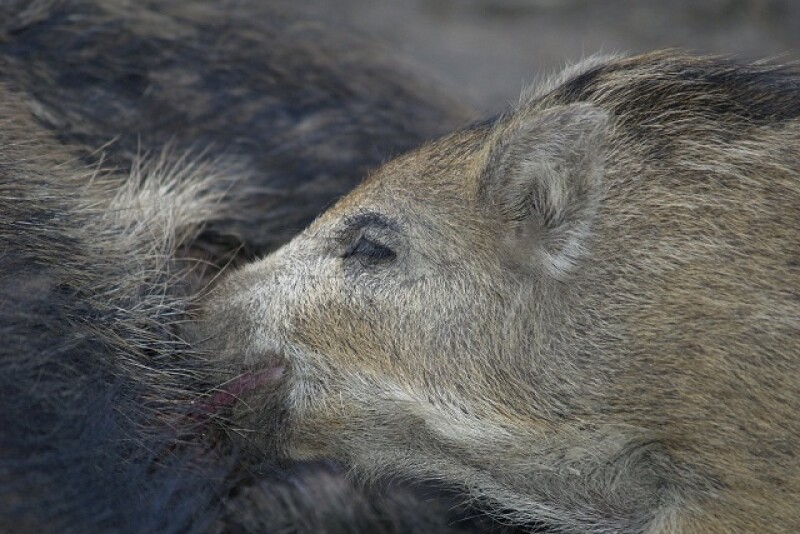 Wild pigs