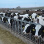 DT_Idaho_Dairy_Heifers_Open_Lot