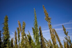 The numbers involved in a southern hempcrete wall reveal a crop with a phenomenal range of utility.